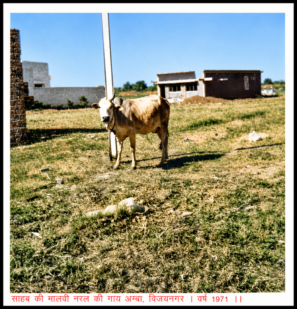 Sahabs Malvi breed cow Amba , Vijaynagar ,Year 1971 Vijaynagar.